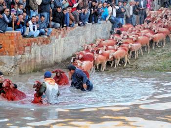 泰芬尼镇的赶羊过河比赛